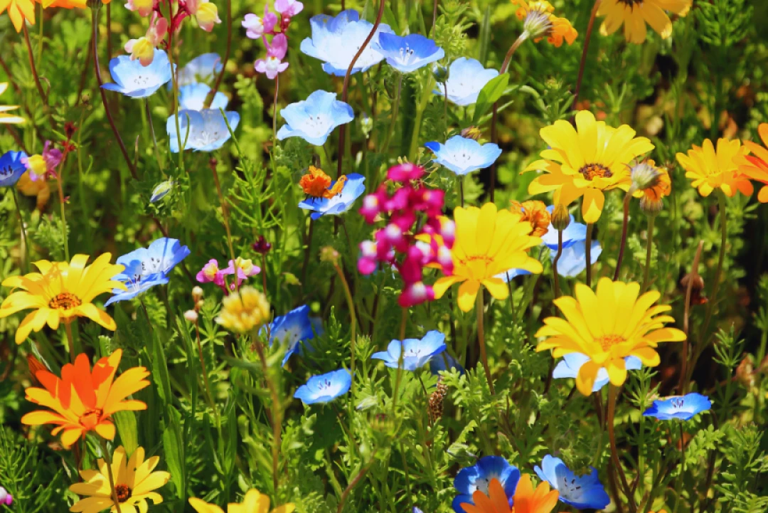 Ongi etorri Udaberria